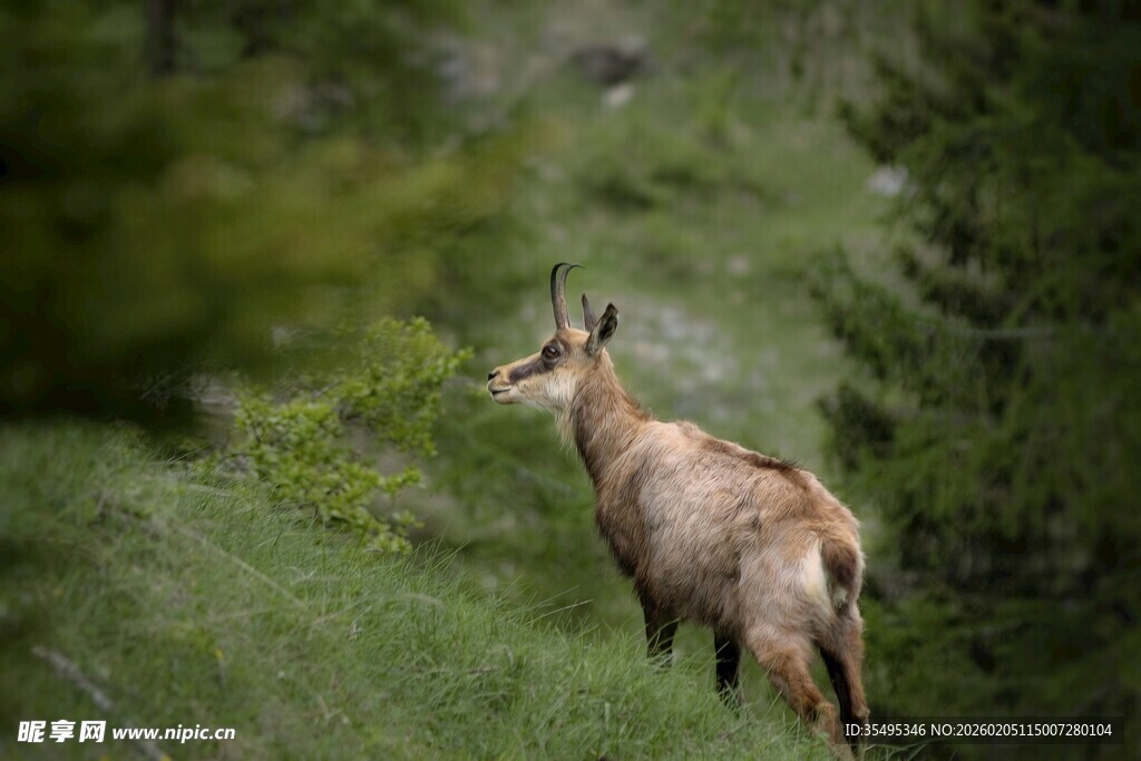 山林间的野山羊