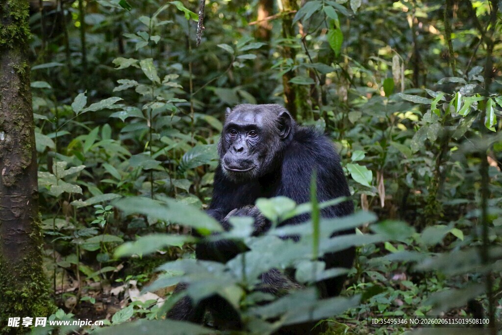 丛林中的黑猩猩