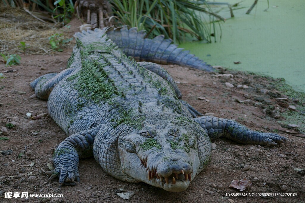 岸边休憩的大鳄鱼