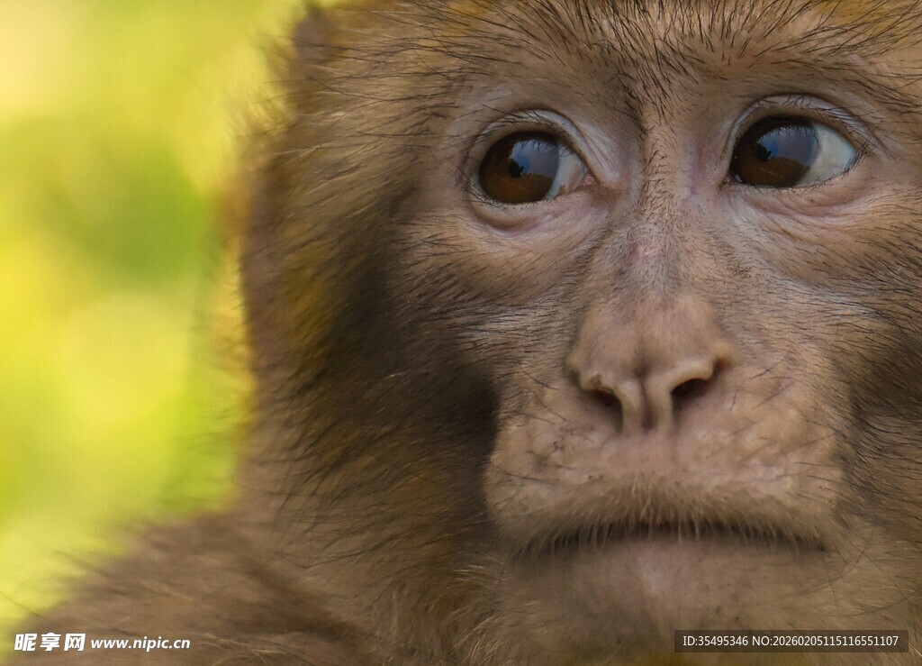 可爱猴子特写