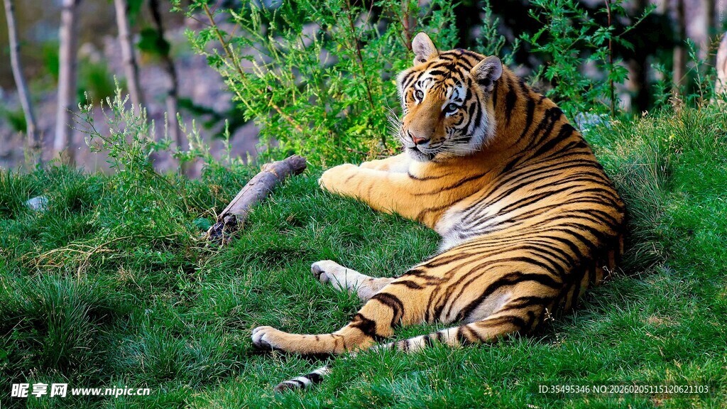 草地上休憩的老虎