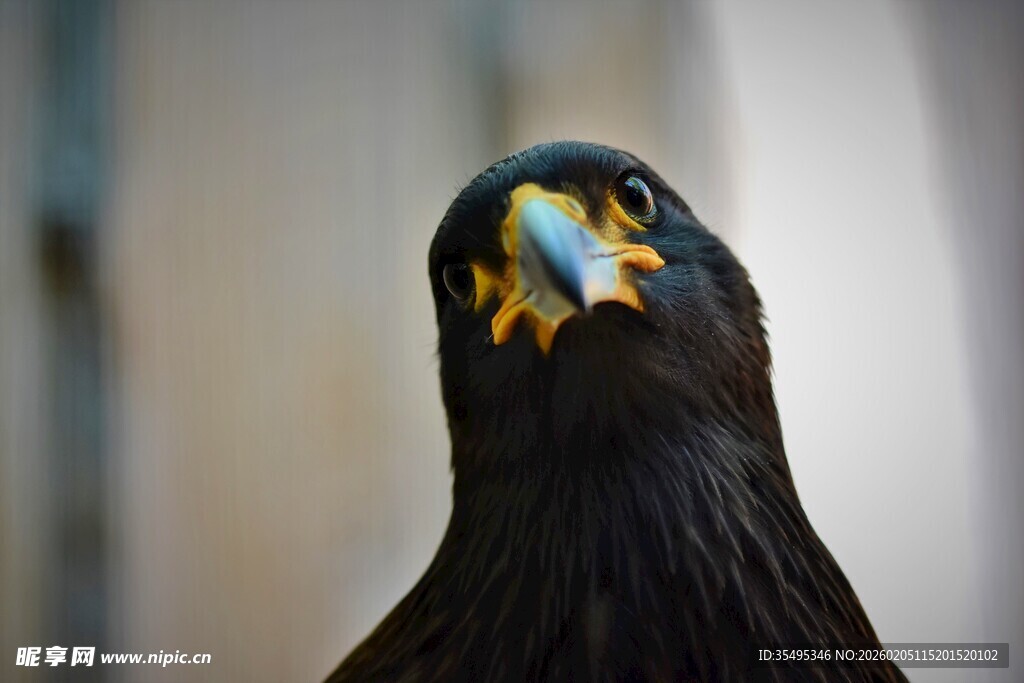 黑羽猛禽特写