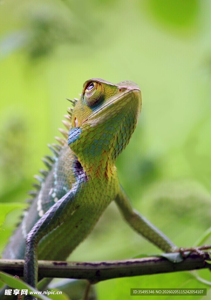 多彩蜥蜴栖息于枝头