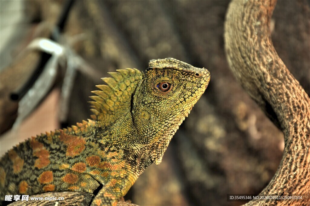 多彩蜥蜴栖息于树枝间