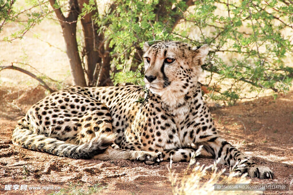 树荫下休憩的花豹