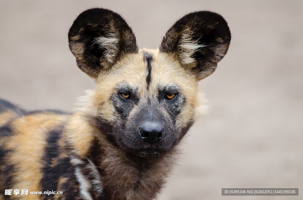 非洲野犬特写