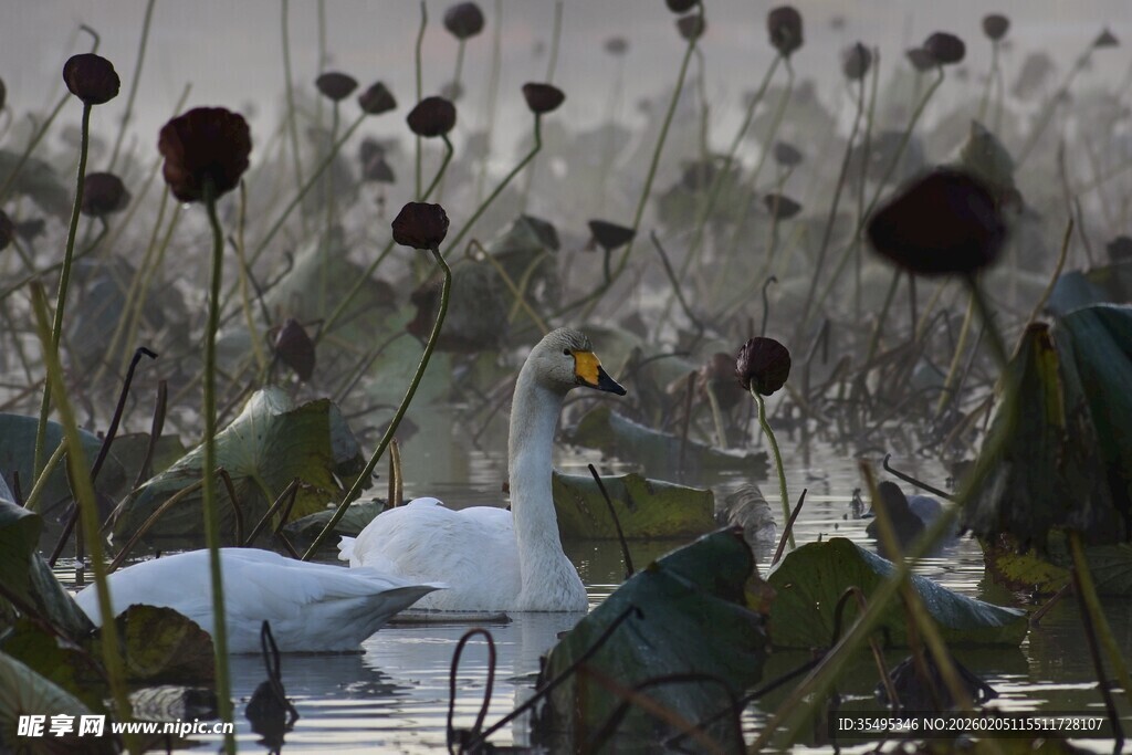 天鹅悠游于荷塘芦苇间