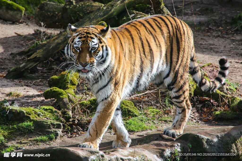 漫步的斑斓猛虎