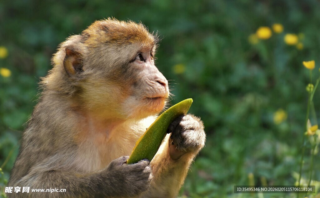 猴子专注进食嫩绿植物