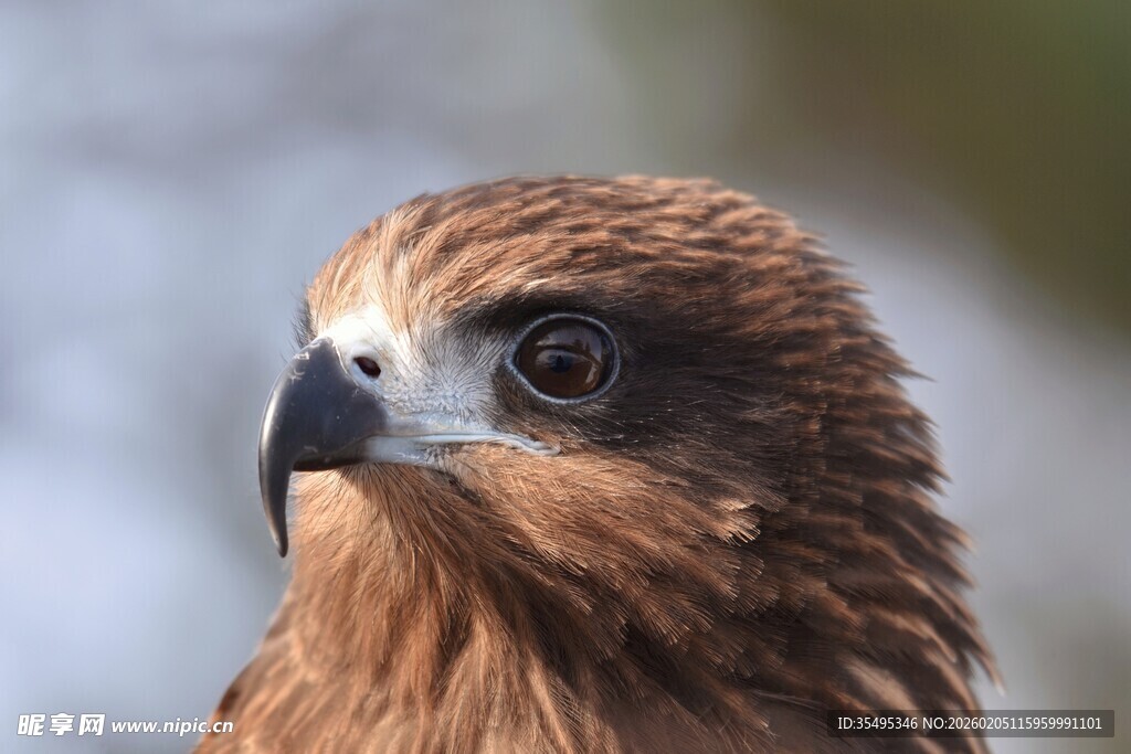 棕色猛禽特写
