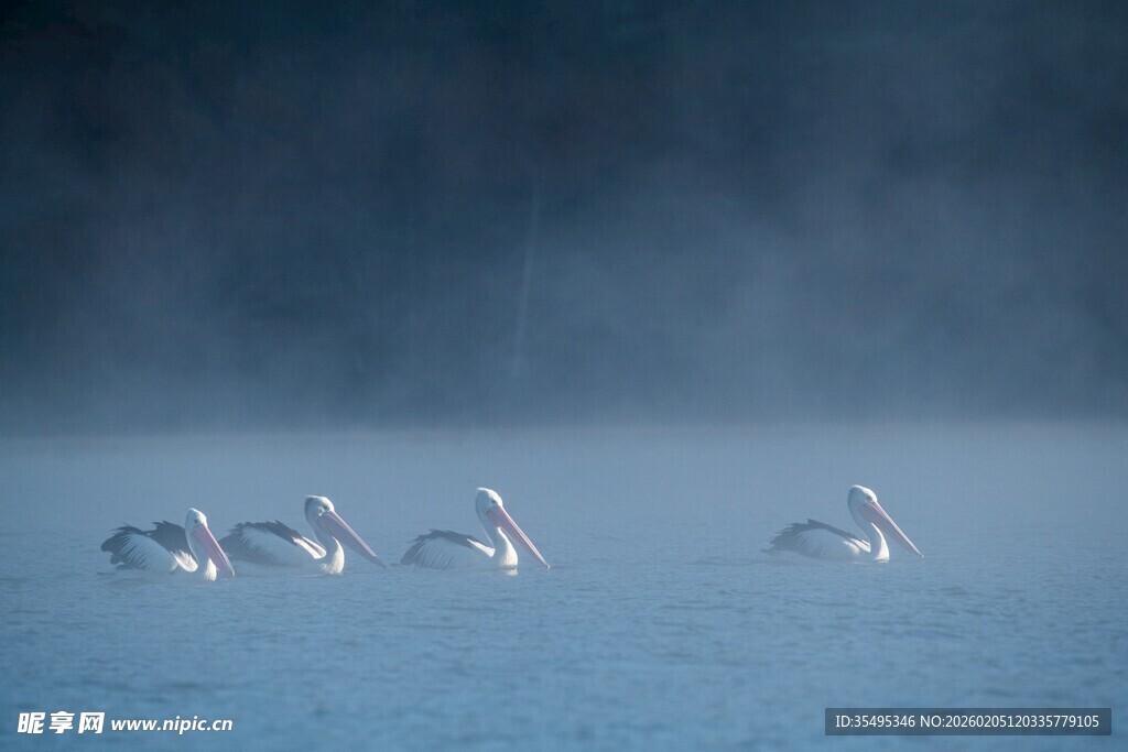 雾中水面飞翔的一群飞鸟