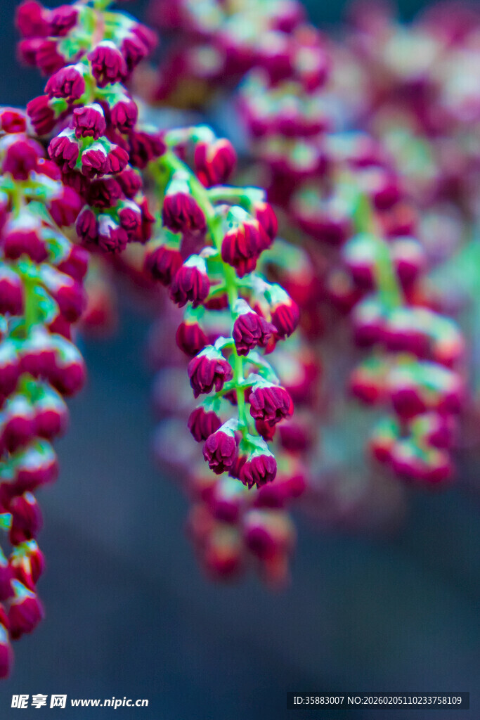 成串开放的千年红