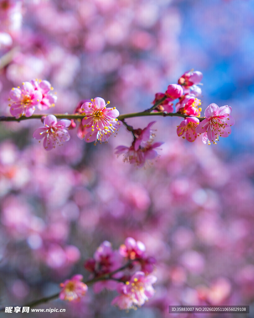 枝头绽放的粉嫩梅花