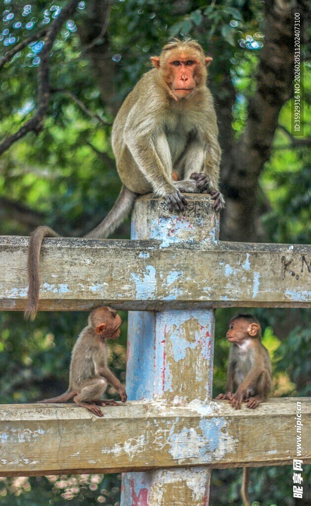 石栏上的几只俏皮猴子