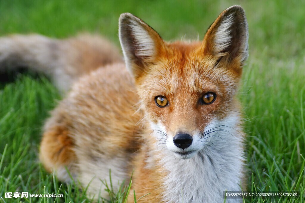 草地上的可爱狐狸