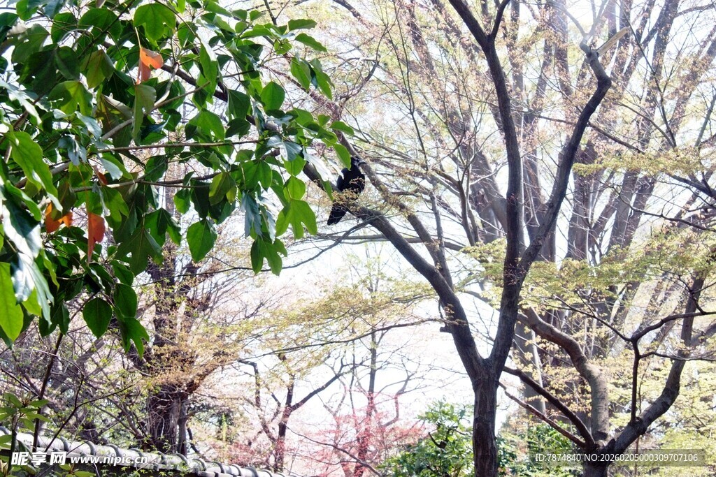 日本春日繁茂树木景致