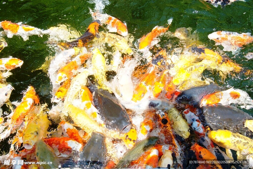 日本池塘中群聚的多彩锦鲤