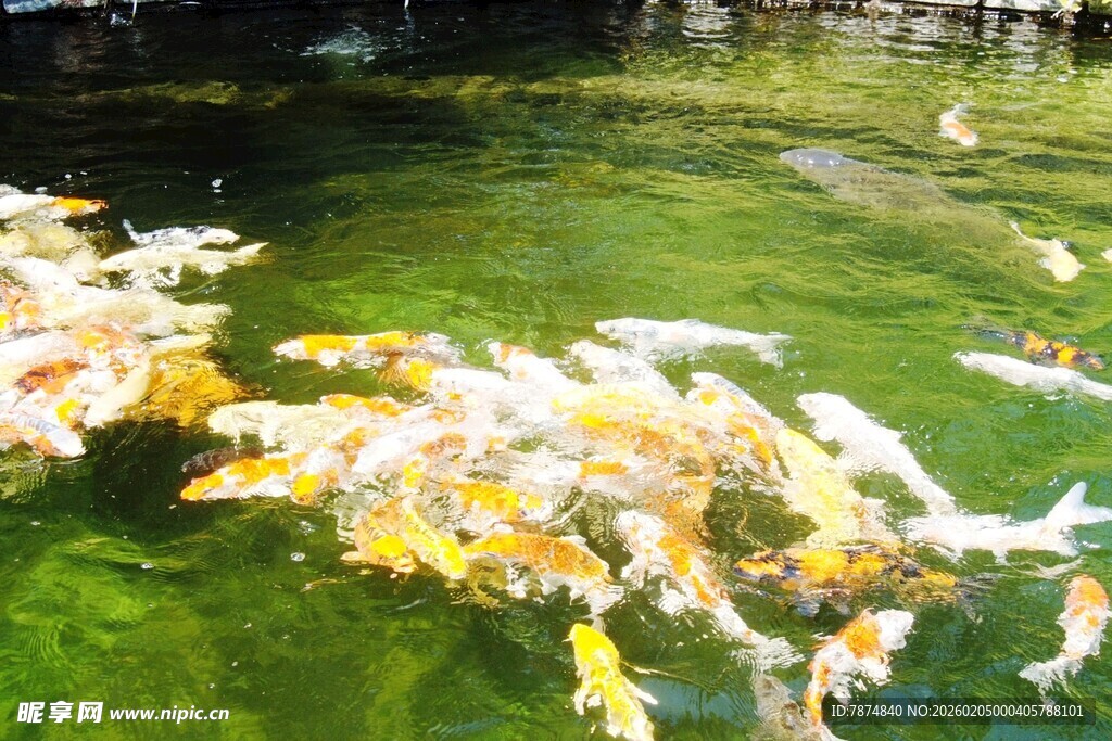 日本池塘中游动的多彩锦鲤