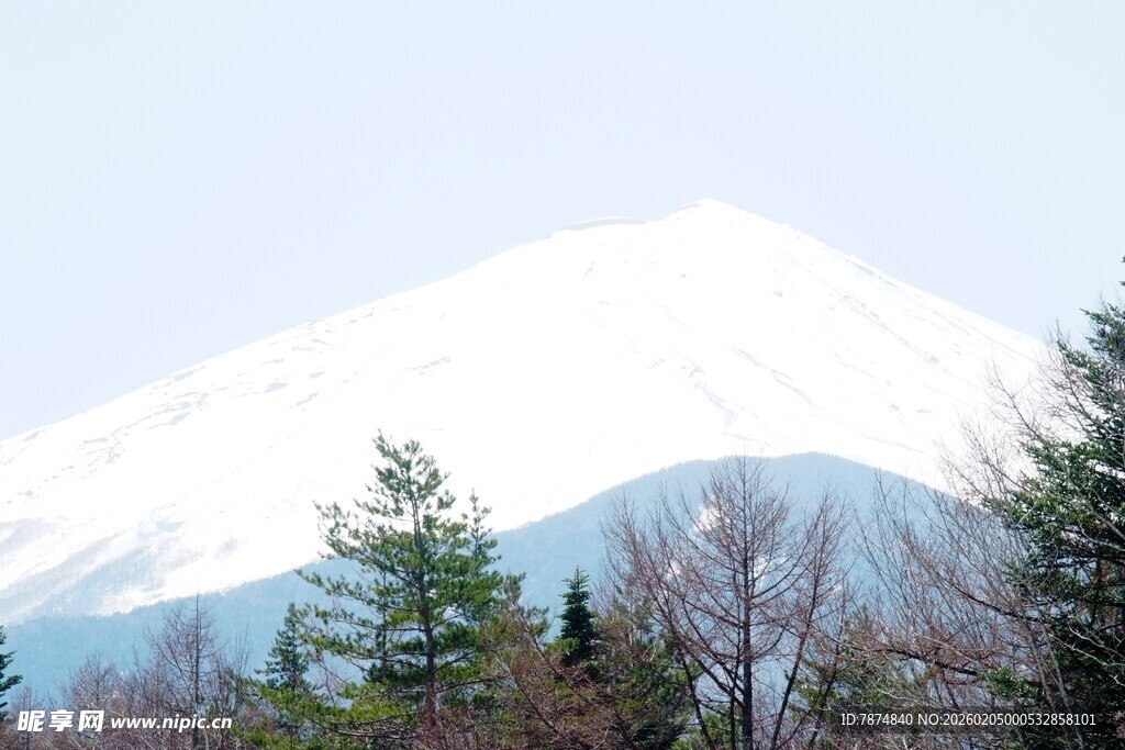 日本富士山雪景 林木相伴