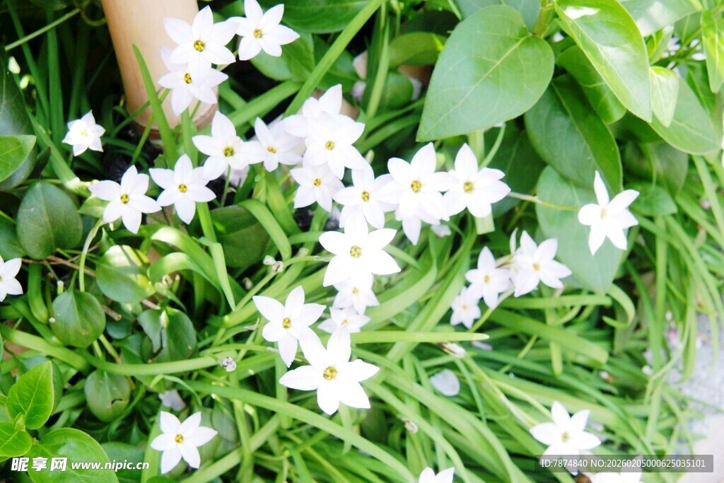 日本清新白色小花绿植景观