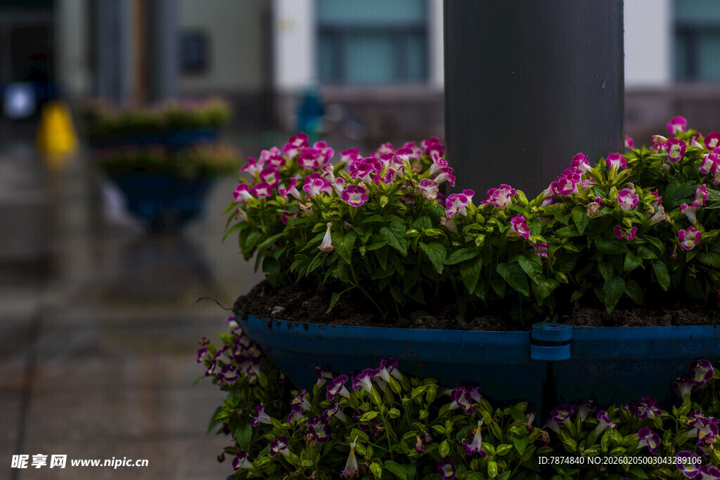 校园街头多彩花卉盆栽景观