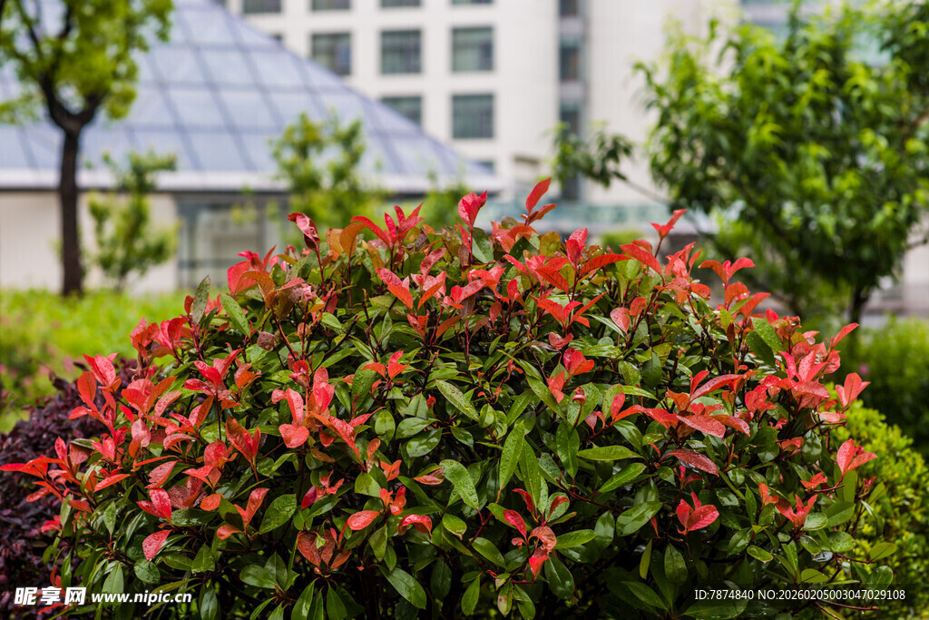 校园鲜艳花丛装点美丽景致