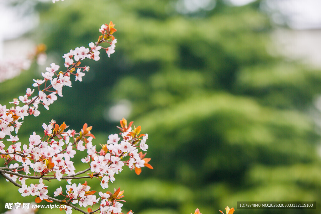 校园枝头绽放的粉嫩春花