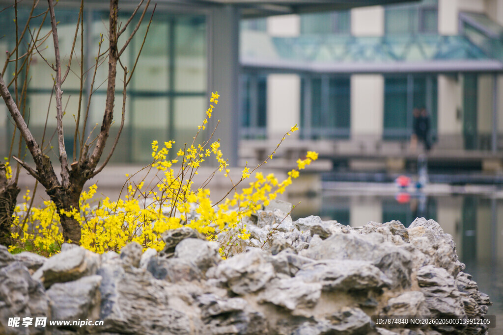 校园春日园林景致 黄花映石