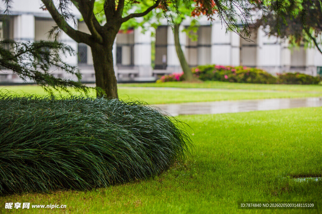 校园绿意盎然的庭院景观