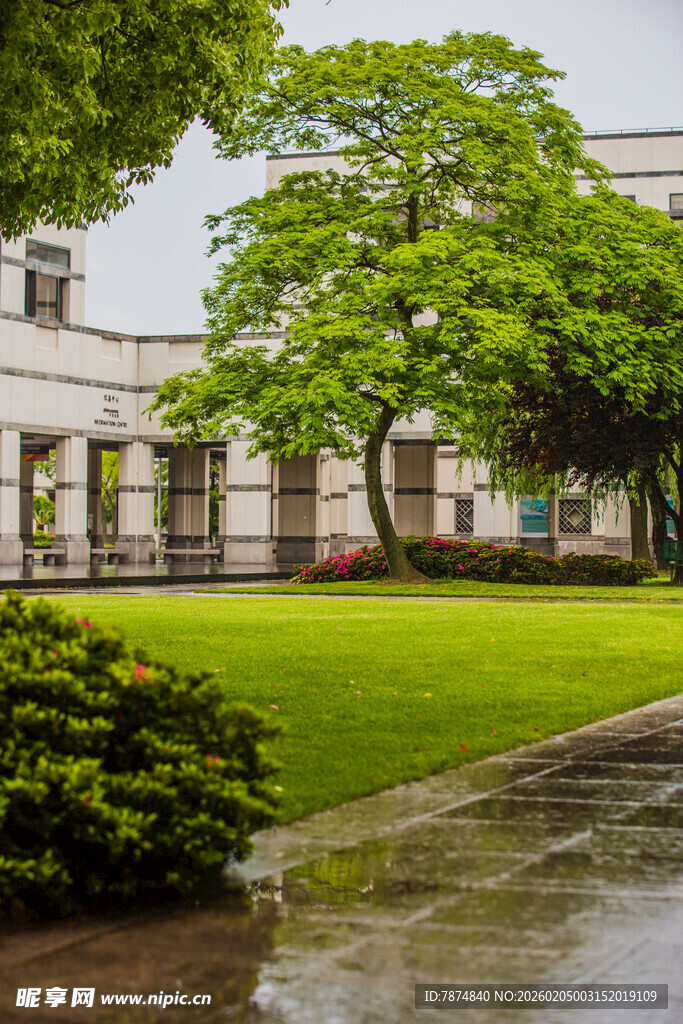 校园雨后校园绿意盎然景观