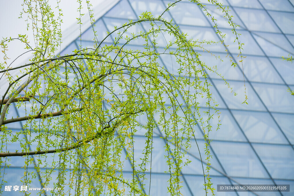 校园柳树枝条与现代玻璃建筑