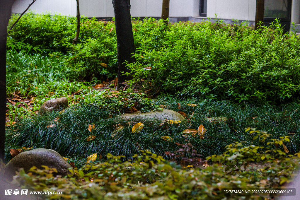 校园庭院绿植景观 秋意初显