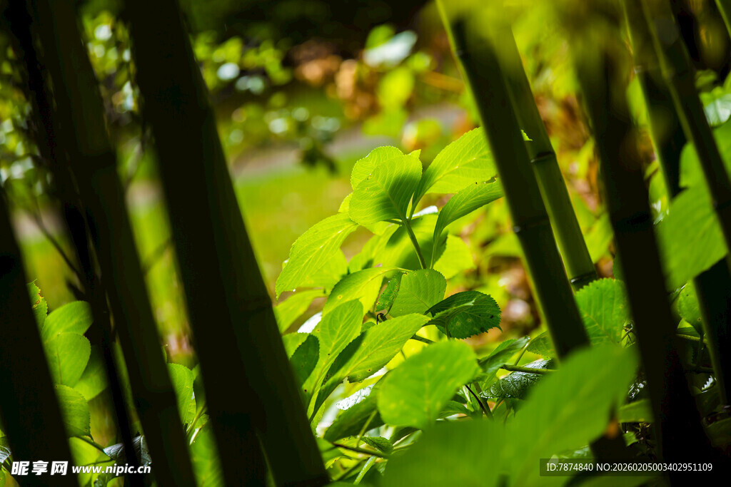 校园阳光洒落的翠绿竹林