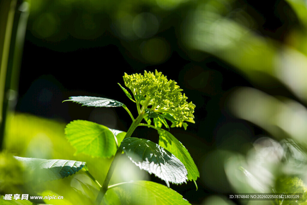 校园绿叶间的黄色小花