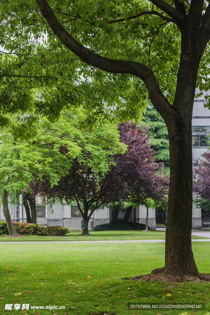 校园绿意盎然的公园景致