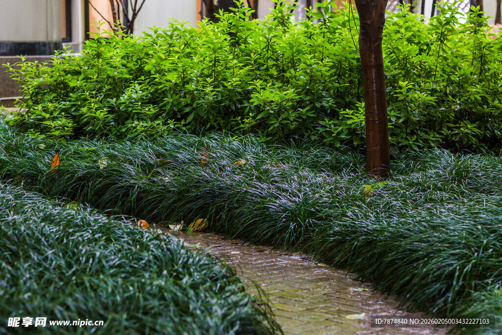 校园庭院绿植小径景观