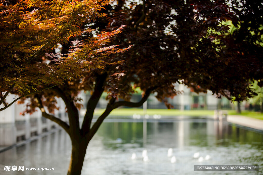 校园秋日湖畔枫树美景