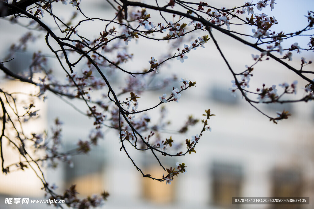 校园枝头绽放的粉嫩春花