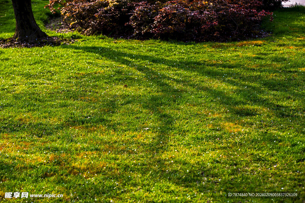 校园阳光下的翠绿草坪
