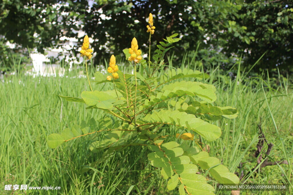 广医田野中的黄色小花植株