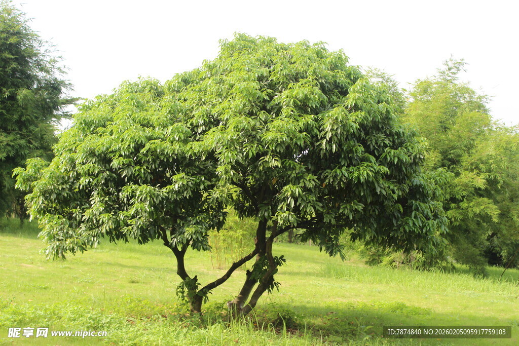 广医田野中茂盛的独棵绿树