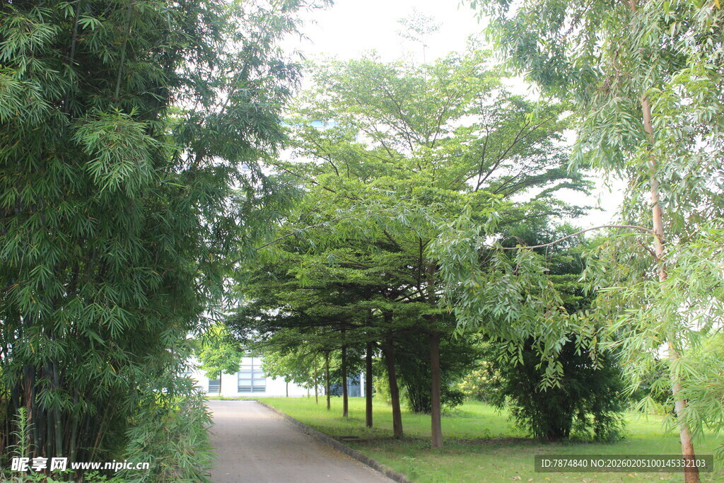 广医林间漫步道 绿意盎然之景