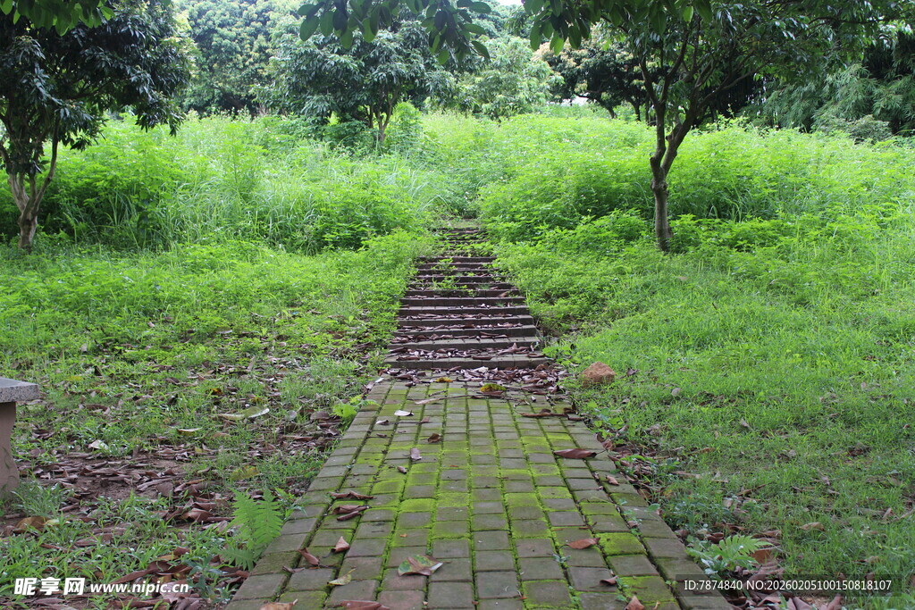 广医林间砖径 绿意盎然