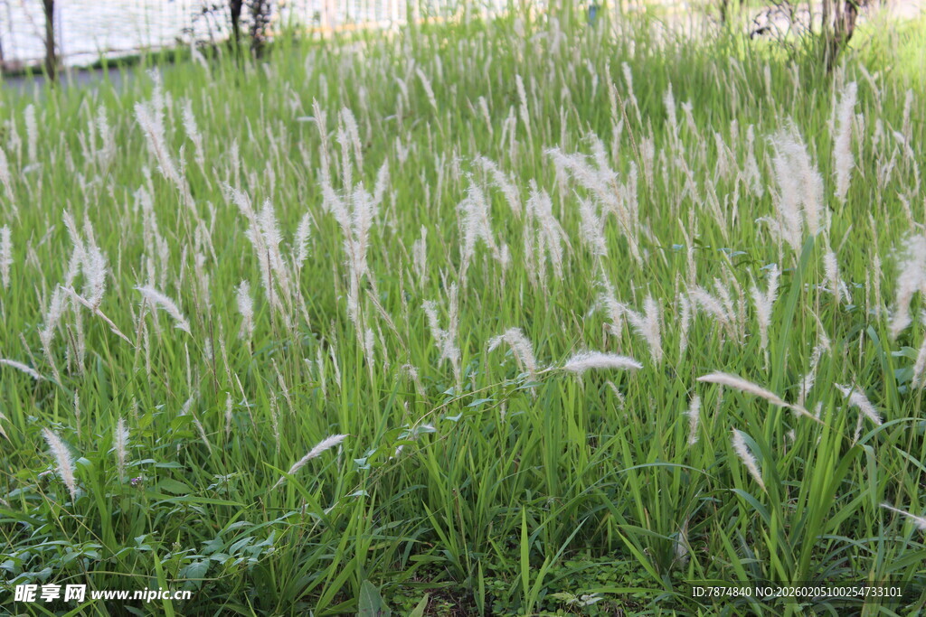 广医风中摇曳的白色蒲苇草