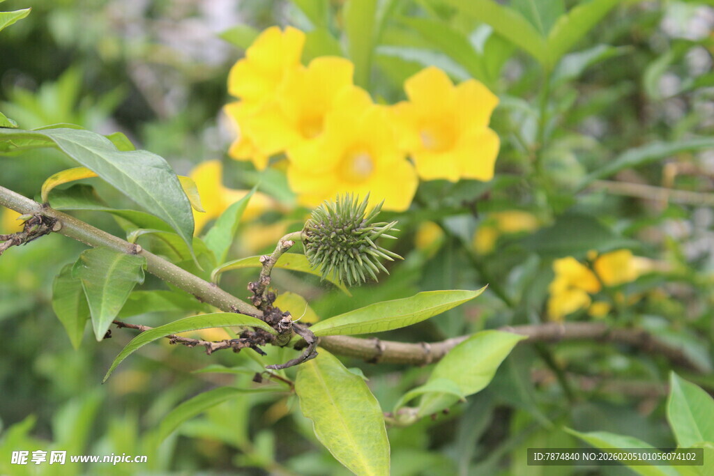 枝头绽放的明艳黄色花朵