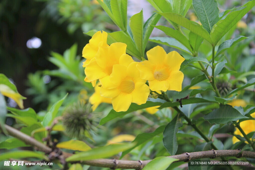 绽放的黄色花卉