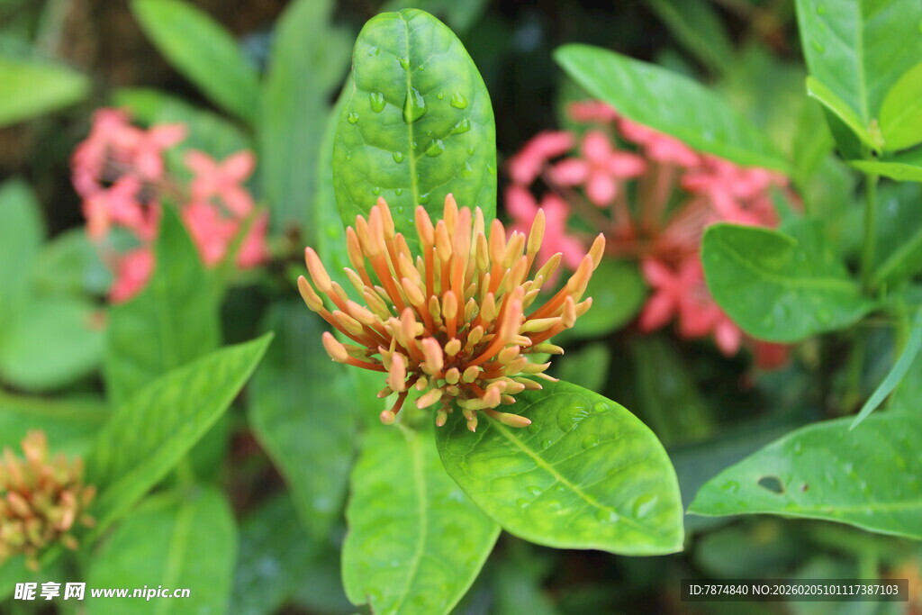橙红花朵与翠绿叶片植物