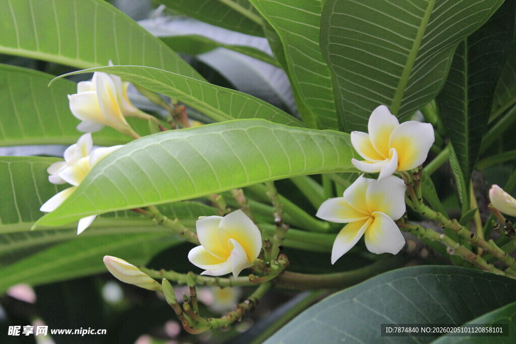 绽放的鸡蛋花与绿叶