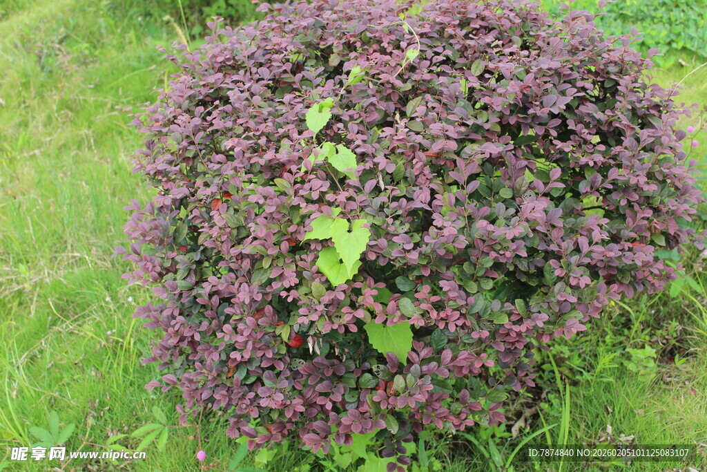 紫色球状花卉绽放于草地