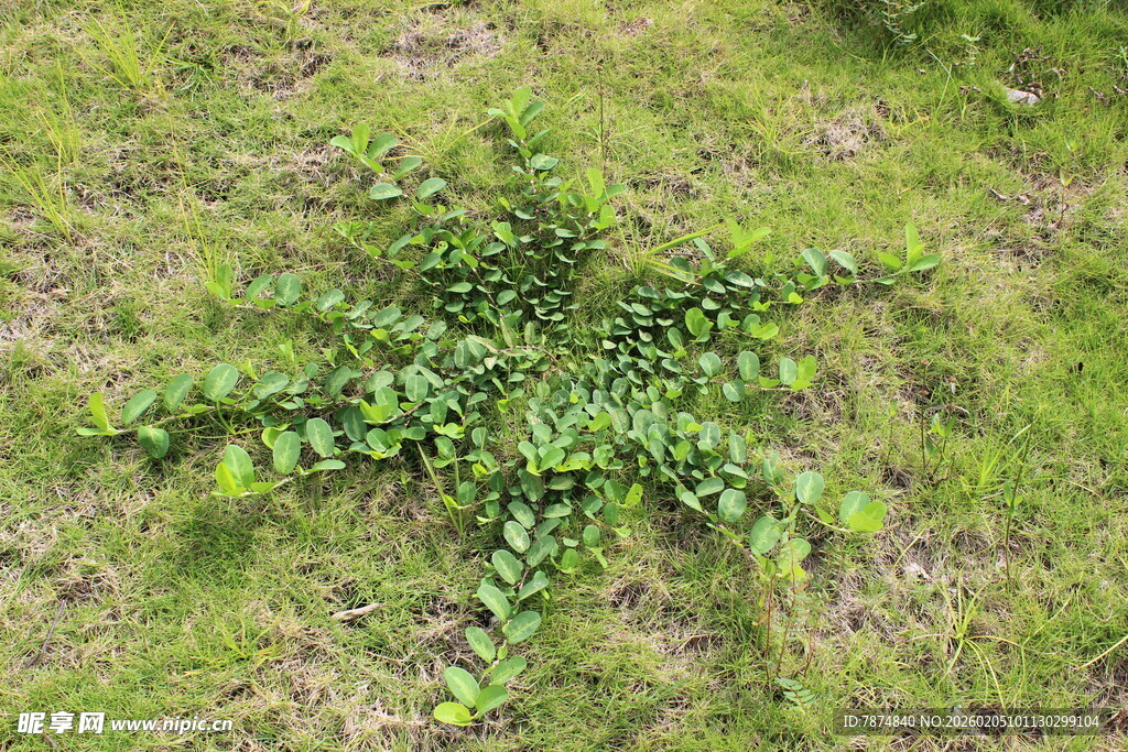 草地上的绿色蕨类植物
